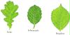 baum buch 1_2